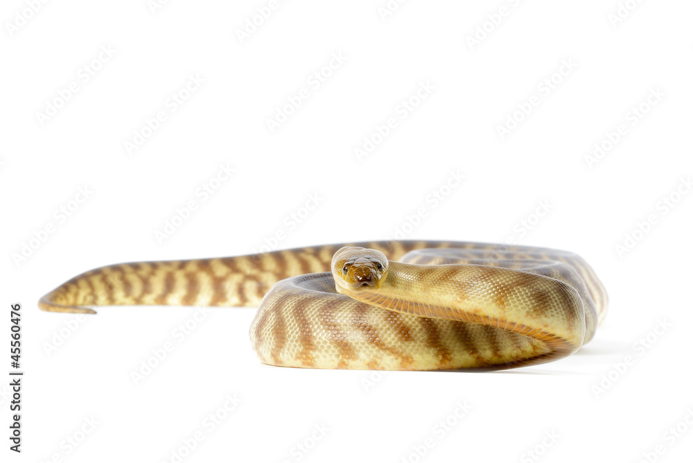 Fototapeta premium Woma Python on White