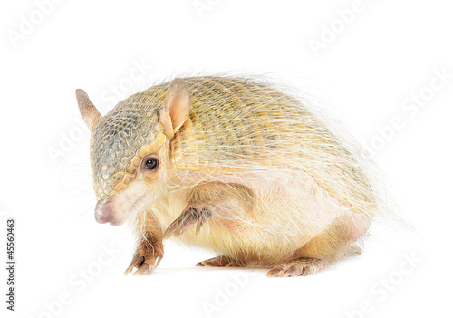 Screaming Hairy Armadillo on White Background