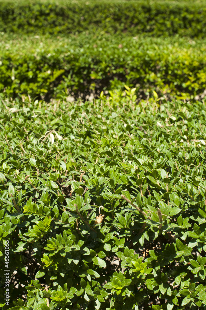 Green background of garden shrubs
