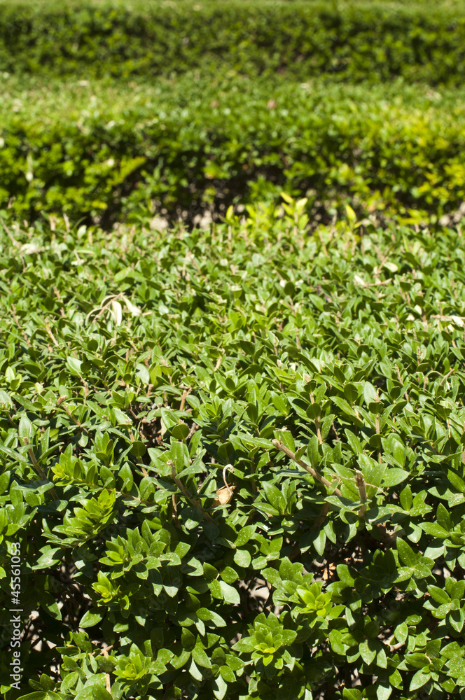 Green background of garden shrubs Green background of garden shrubs