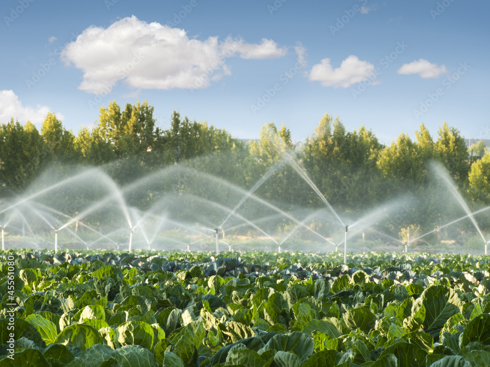 Irrigation systems in a vegetable garden - obrazy, fototapety, plakaty 