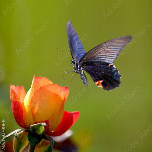 Canvas Print Beautiful butterfly on the flower for adv or others purpose use