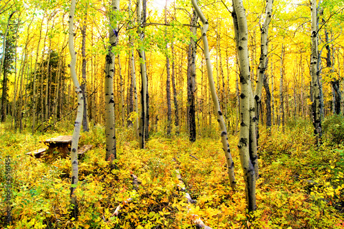 Vibrant colors of an alpine aspen forest in the Canadian Rockies