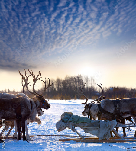 Northern deer on snow