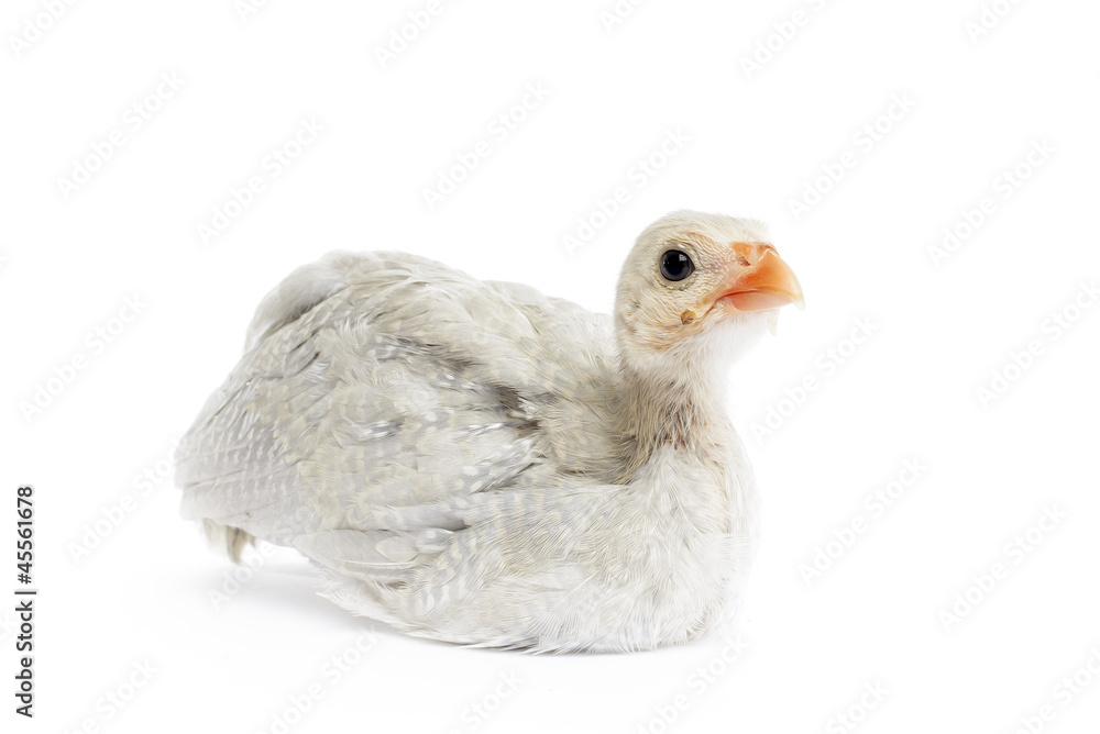 Obraz premium Guinea Fowl on White Background.