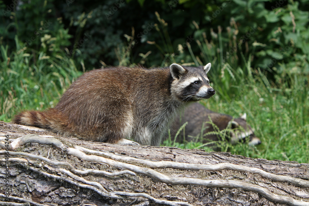 Fototapeta premium Waschbär