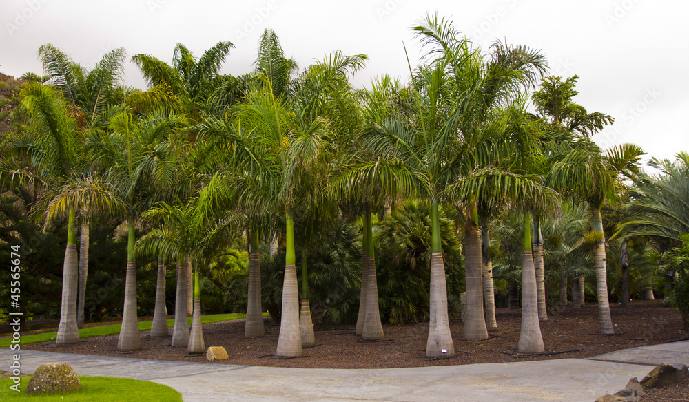 palmy de gran canaria las palmas ogród