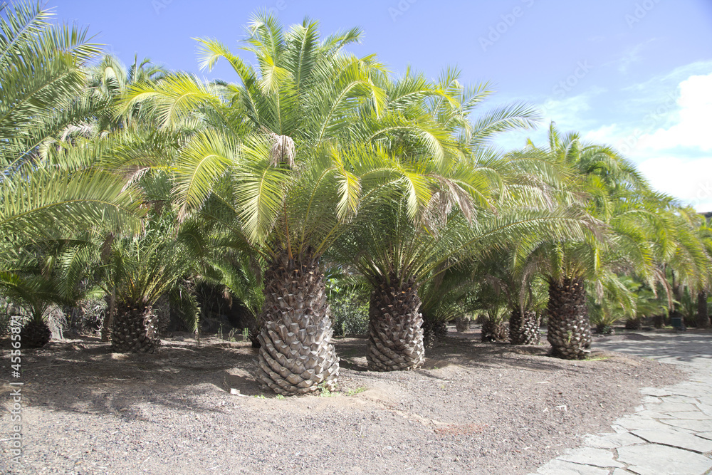 palmy de gran canaria