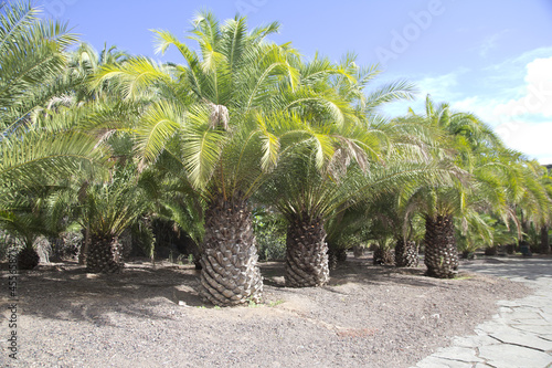 palmy de gran canaria