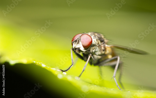 Close-up of a common house fly (Musca domestica) © corlaffra