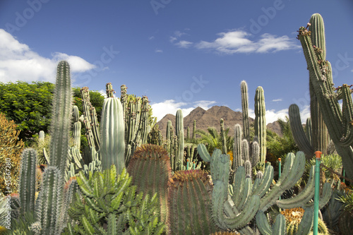 dziki zachód kaktusy i palmy photo