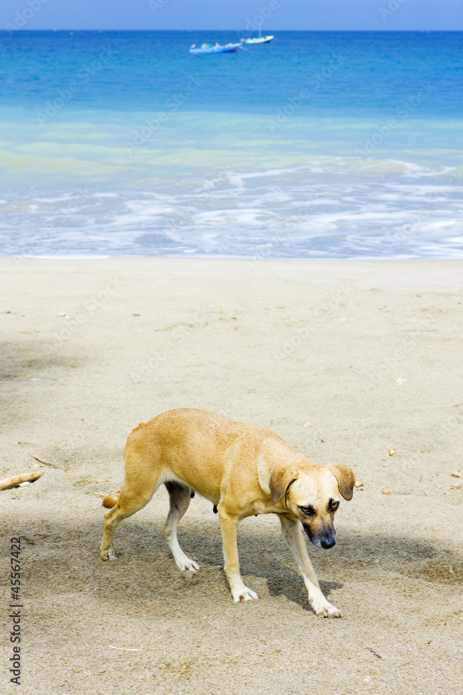 dog on the beach, Duquesne Bay, Grenada