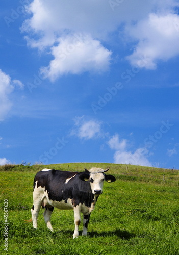 Cow © Karol Kozłowski