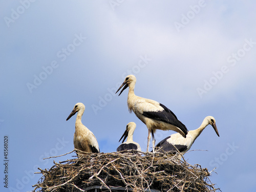 Storks in the nest, Poland