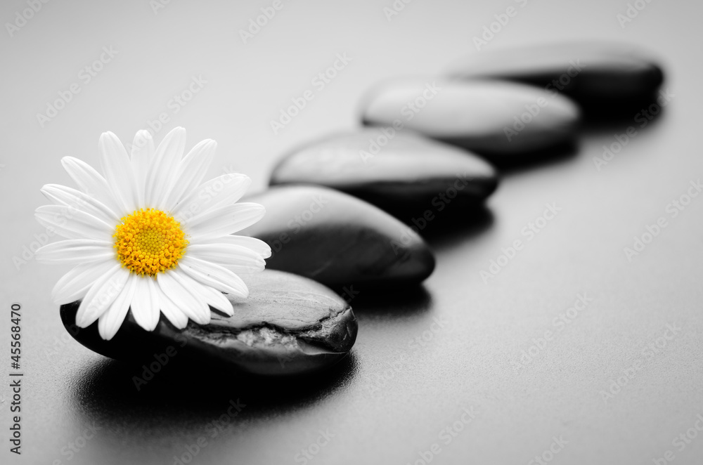 stones and daisy stones and daisy
