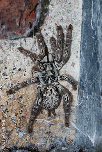 Tarantula - Heceroscodra maculata photo