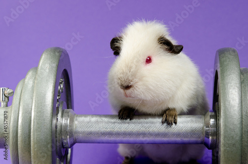 Himalayan US-Teddy guinea pig with dumbbells