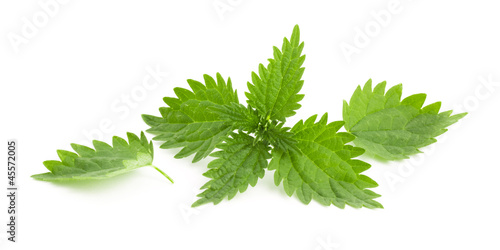 Leaves of nettle isolated