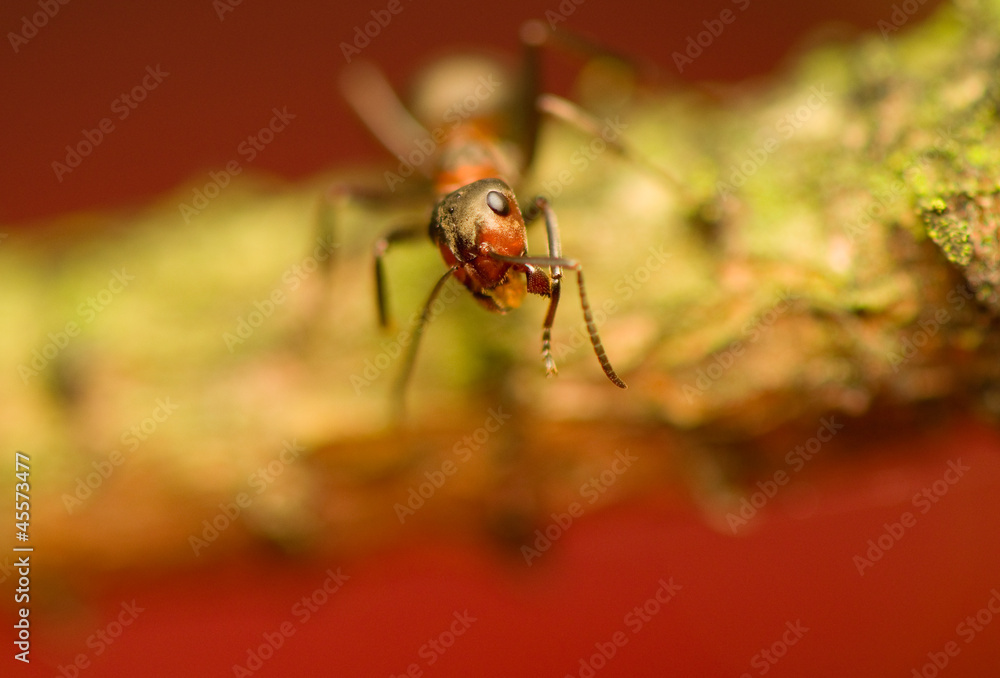 Fototapeta premium Ant - formica