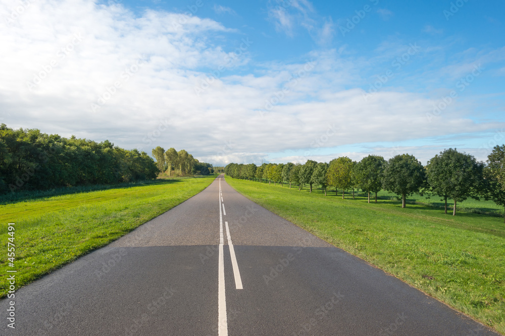 Row of trees along a road