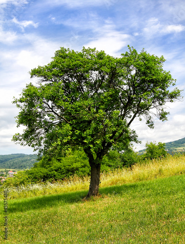Wallpaper Mural Tree on green meadow Torontodigital.ca