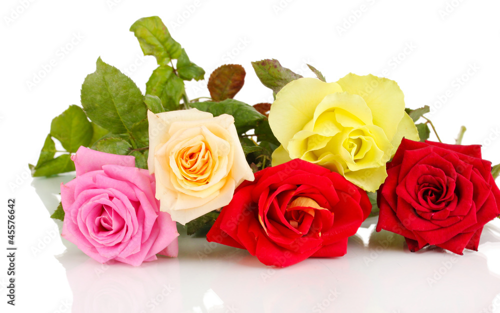Beautiful colorful roses isolated on white Beautiful colorful roses isolated on white