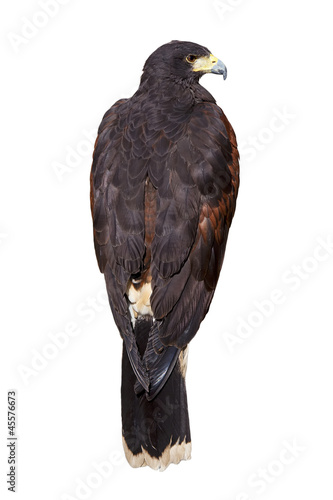 Majestic eagle seen from back isolated on white background