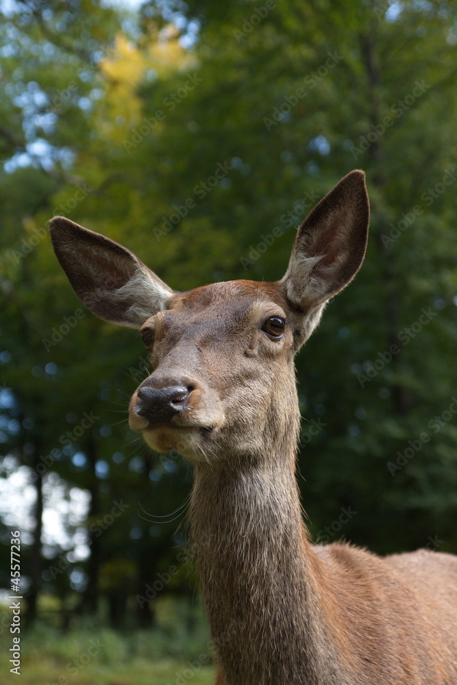 Rothirsch ( Cervus elaphus )