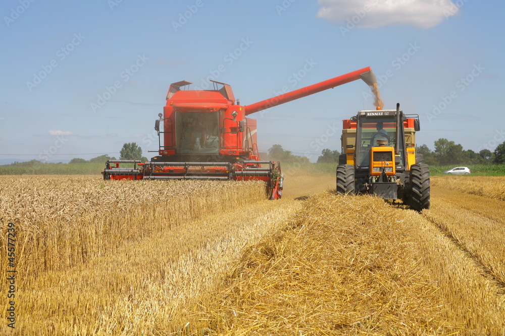 Fototapeta premium Récolte du blé : moissoneuse et tracteur