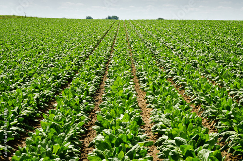 agriculture - beet field - Belgium