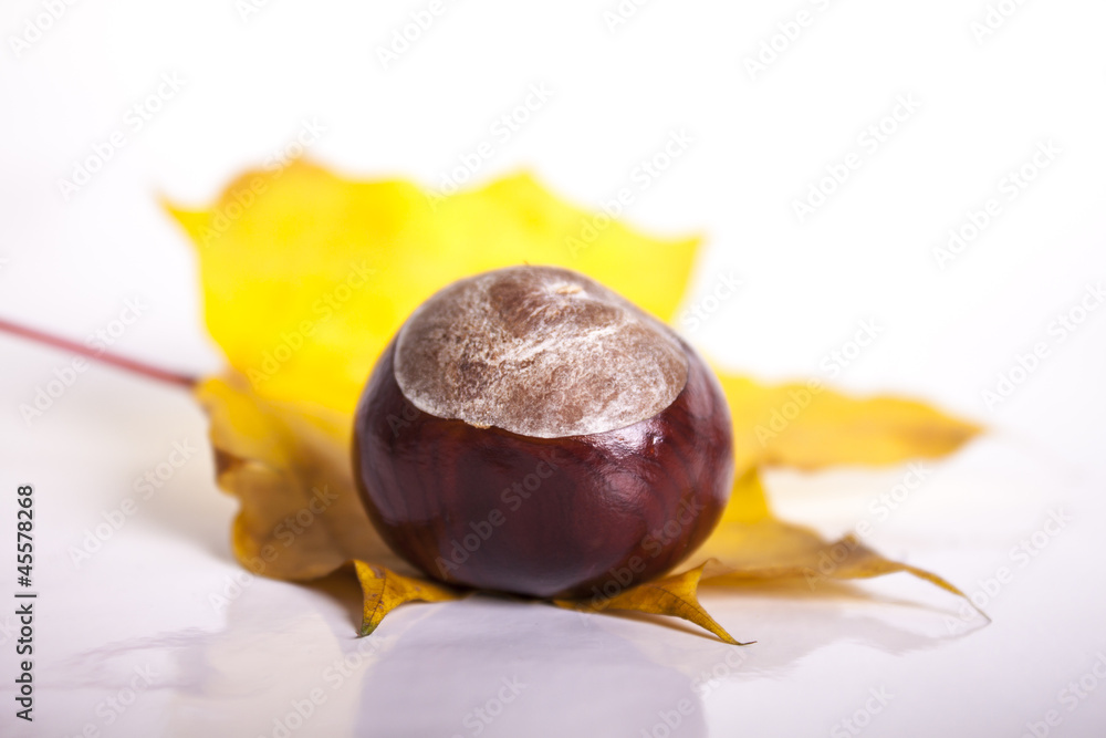 chestnut on a leaf