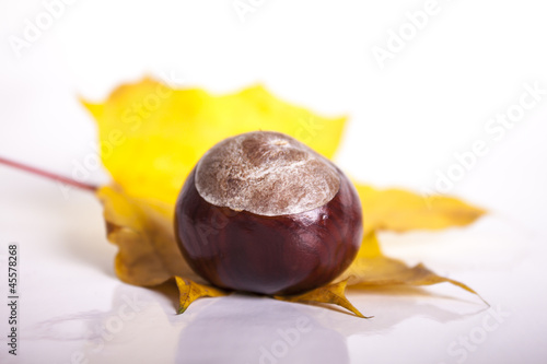 Obraz na płótnie chestnut on a leaf w salonie