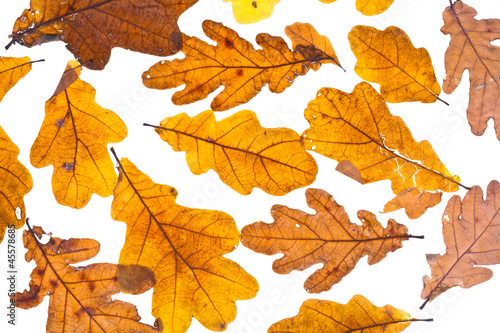 dried autumn oak leaves