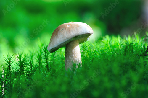 Boletus mushroom.