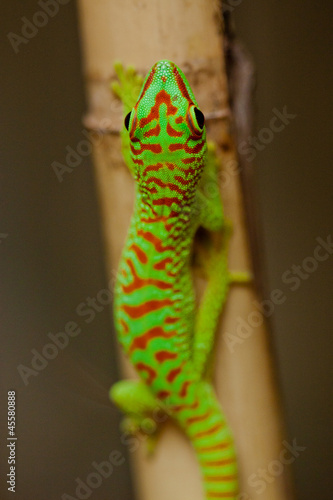 Madagaskar-Taggecko (Phelsuma madagascariensis)
