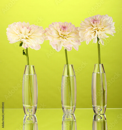 Beautiful white dahlias in glass vases