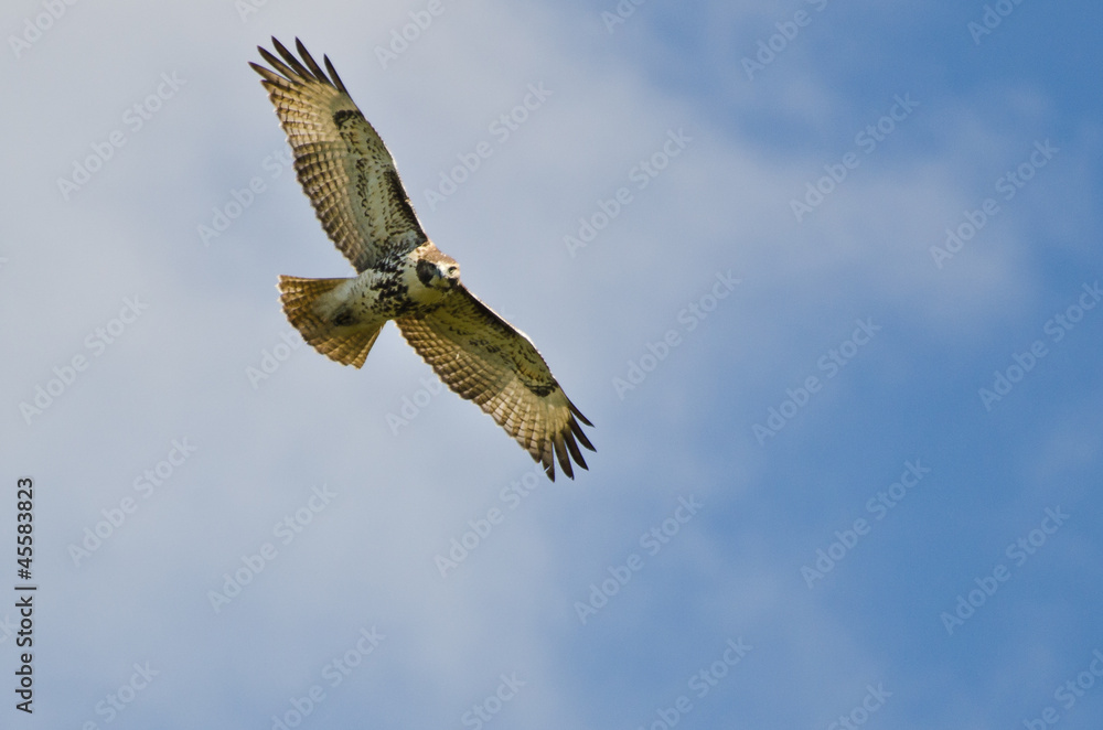 Fototapeta premium Immature Red Tailed Hawk Flying In a Blue Sky