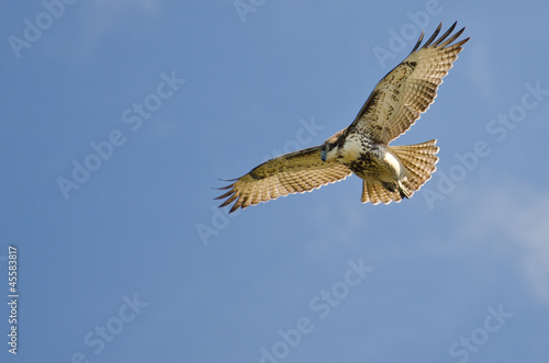 Immature Red Tailed Hawk Kiting In a Blue Sky © rck