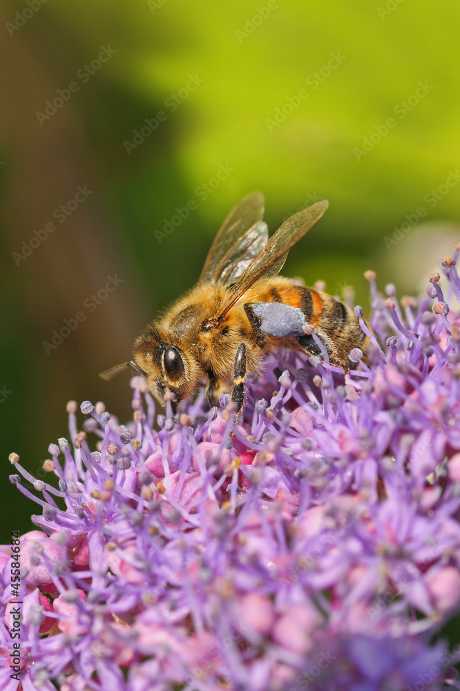 Honey bee collecting blossom dust from a flower