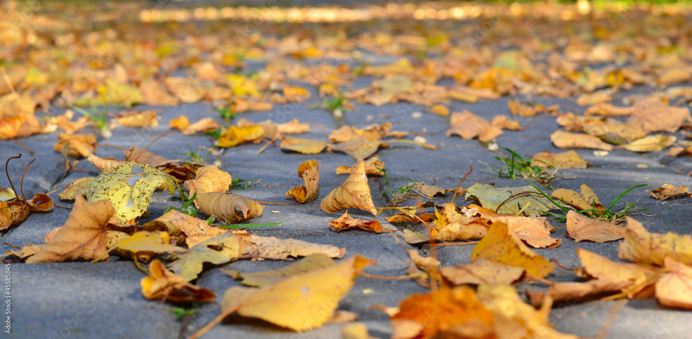 Autumn natural baskground, tree, grass, footpath Autumn natural baskground, tree, grass, footpath