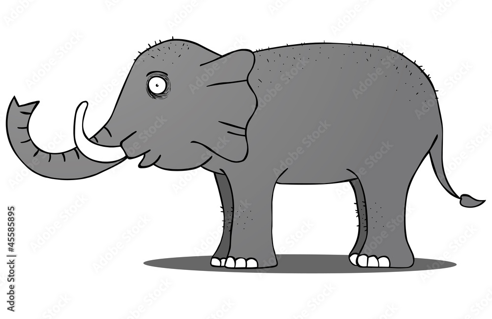 Fototapeta premium wild elephant