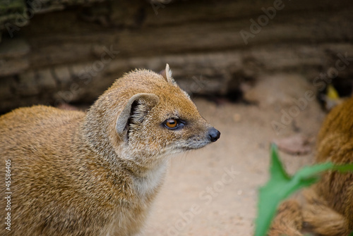Yellow mongoose (Cinyctis penicillata) photo