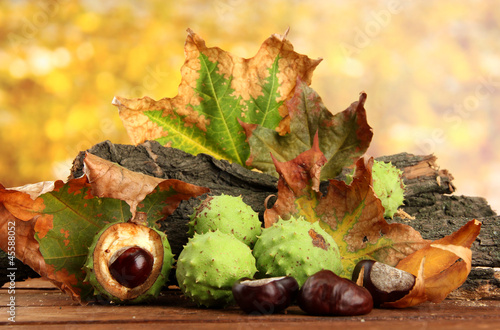 Chestnuts with autumn dried leaves and bark