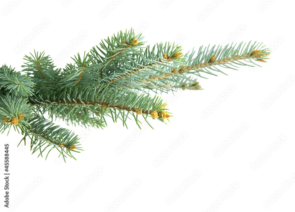 Fir branch isolated on white background Fir branch isolated on white background