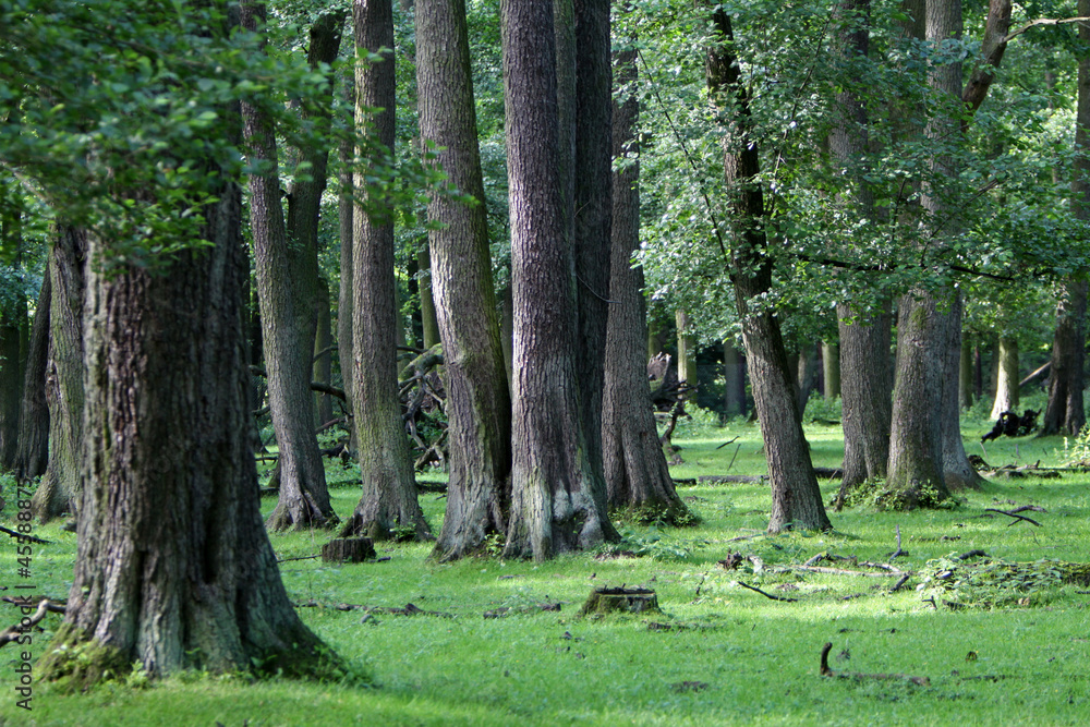 Obraz premium Eichenwald