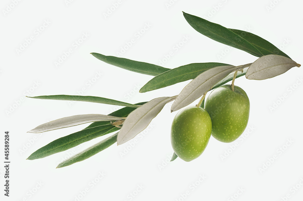 Olives branch Olives branch