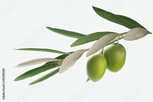 Olives branch