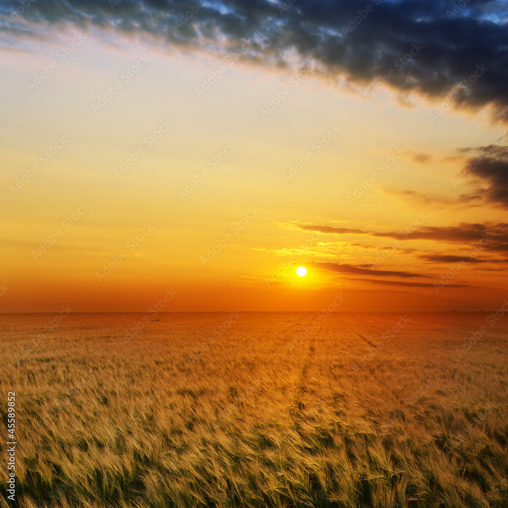 golden sunset over field with barley
