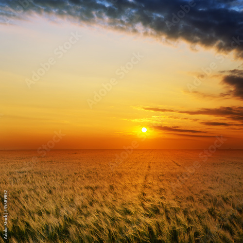 golden sunset over field with barley