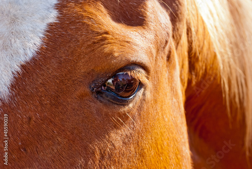 Friendly brown horse eye detail